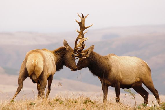 Elk Rut Season
