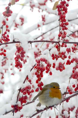 Ellen Rooney: A Robin on Snowy Berberis / green home
