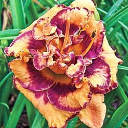 Exploded Pumpkin Double Daylily