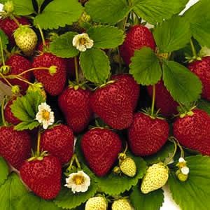 Follow this one tip in your garden & get a ton of strawberries!  Also a litt