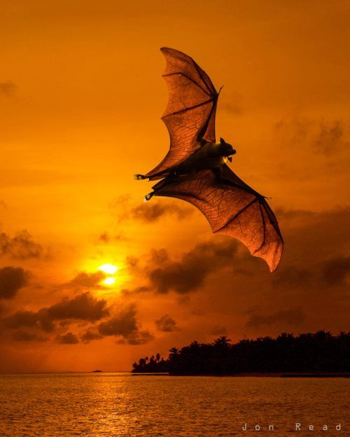 Fruit Bat in Flight – Awesome !
