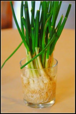 GOTTA TRY THIS…The next time you have green onions, don't throw away the w