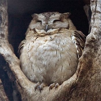 Happy rounded owl