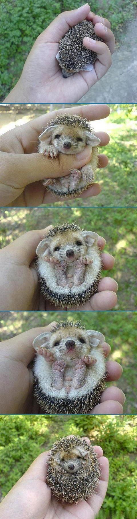 Hedgehog :)