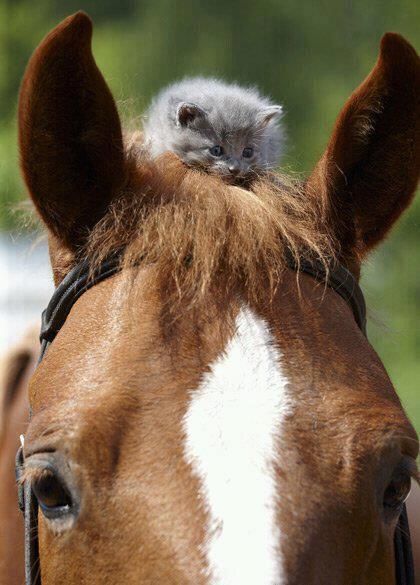 Horse and Kitty