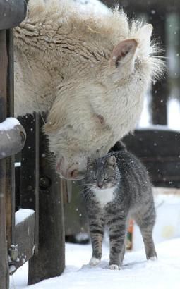 Horse and cat share a tender moment as the winter snow gently falls. #horse #cat