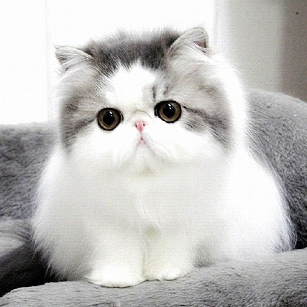 I love this cat. Persian.