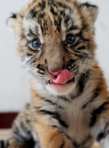 In love with this tiger cub.