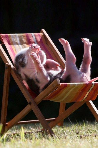 It's a hard life, being a tiny adorable pig.