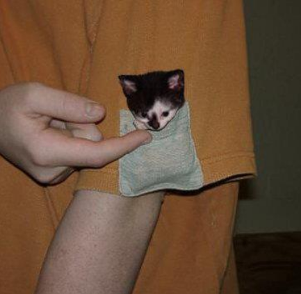 Kitten Pocket