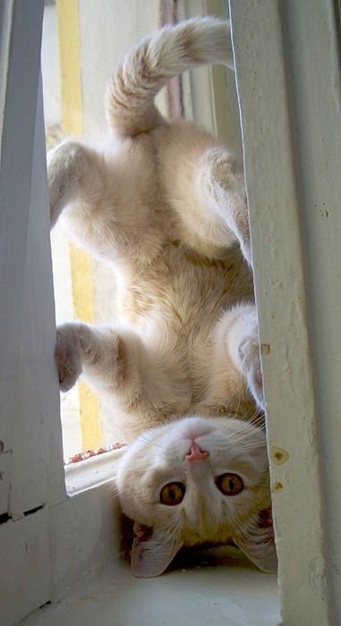 Kitty yoga :)