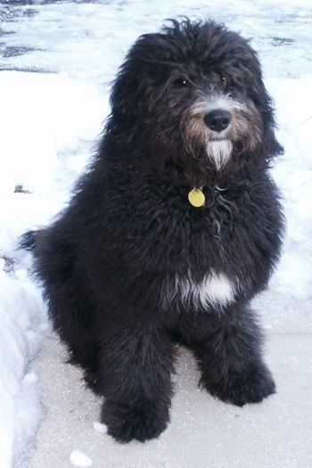 Kizzy, the Bernedoodle at 10 months old (Bernese Mountain Dog / Standard Poodle
