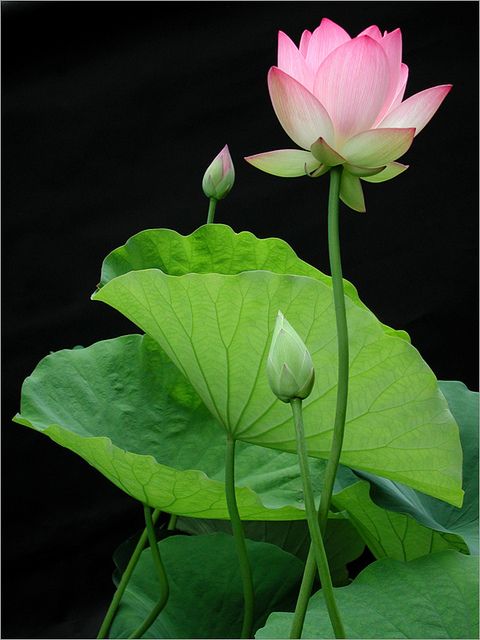 Lotus Lotus Lotus