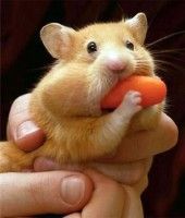 Loving that carrot.