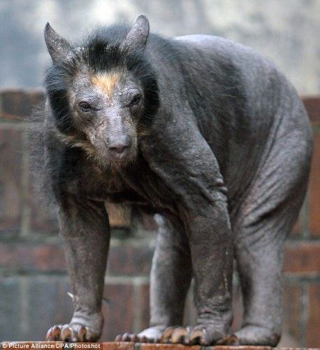Never shave a bear! OMG
