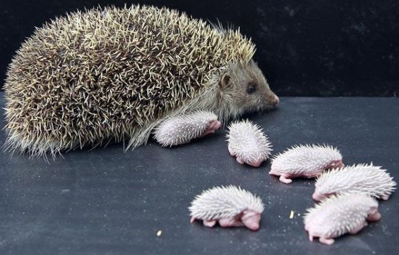 OMG Newborn Baby Hedgehogs ♥