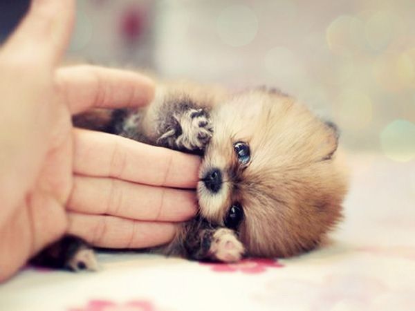 Oh, Pomeranian puppies : )