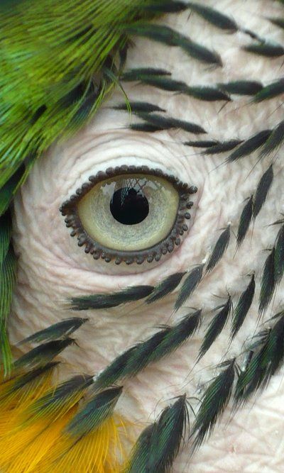 "Parrot's Eye" by Munia Elena