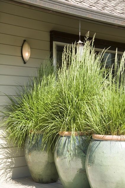 Plant lemon grass for privacy and to keep the mosquitos away.