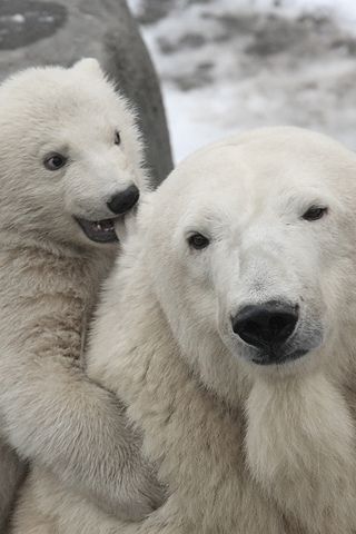 Polar bears – little bite