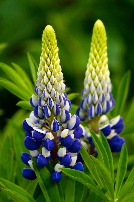 Pretty Blue Lupine Flowers
