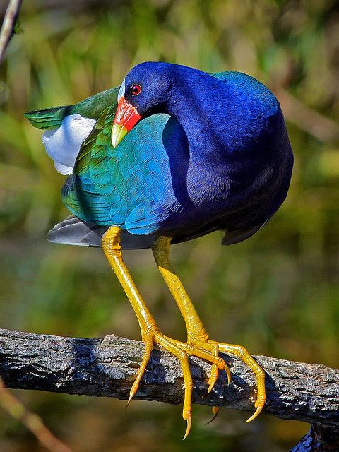 Purple Gallinule – Florida