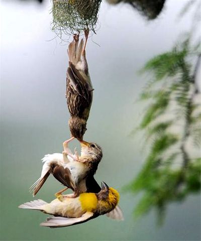 Rare picture of parent birds saving their baby