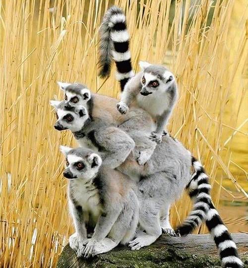 Ring tailed lemurs.