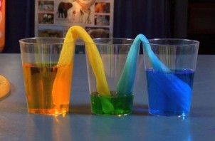 Science experiment: Watch as the blue and yellow water travel up the paper towel