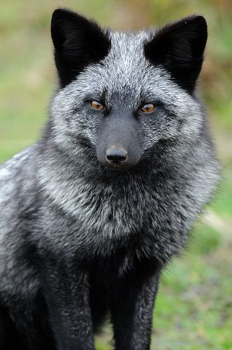 Silver fox.