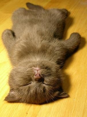 Sleeping cat nap pose