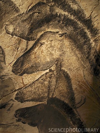 Some of the horses from Chauvet-Pont-d'Arc Cave paintings.