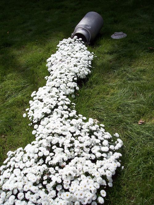 Spilled milk?  This is so cool.  I wonder if I could get it o grow at the Lake??