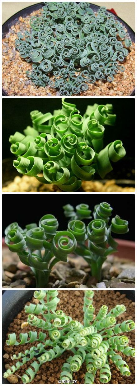 Spiral succulents! Who knew?! "The spring grass is also known as spiral gra
