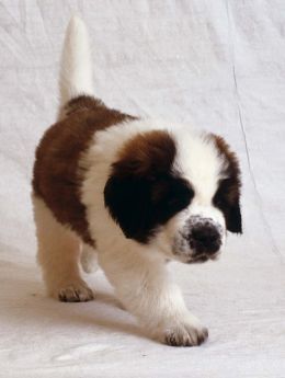 St. Bernard Puppy