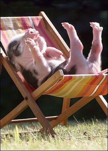 Sunbathing piggy!