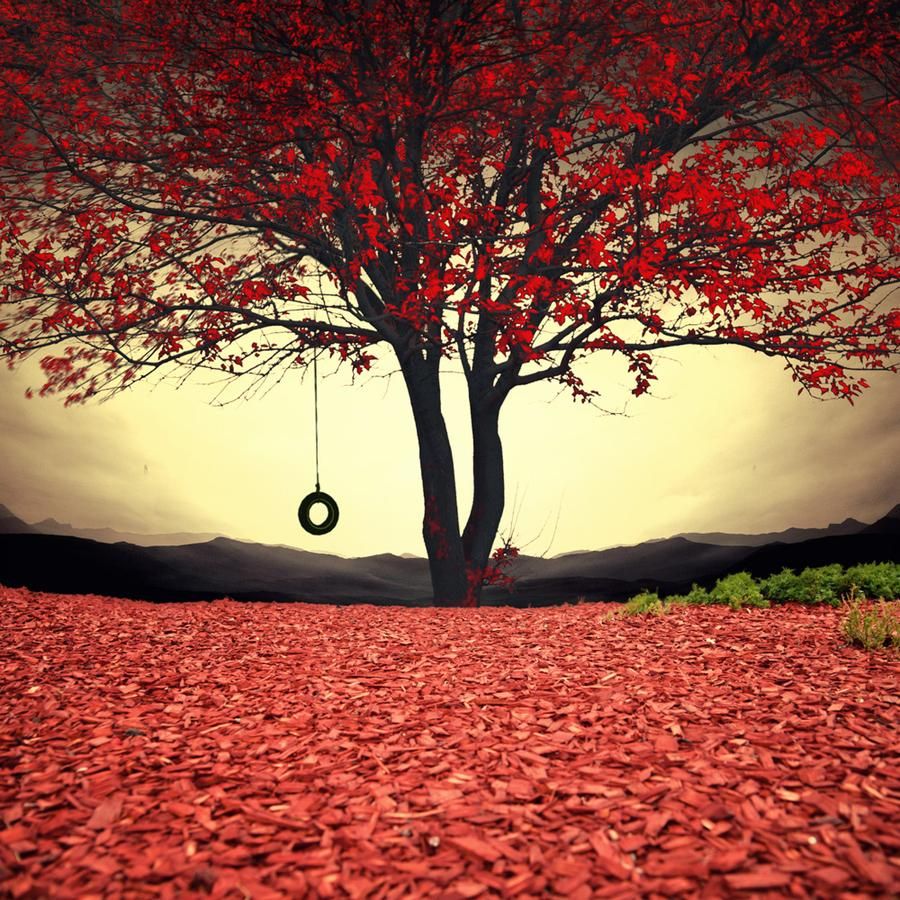 Surviver Photo by Caras Lonut