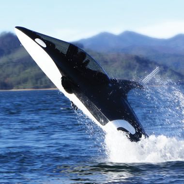 The Killer Whale Submarine – its so worth going to the website and watching it i