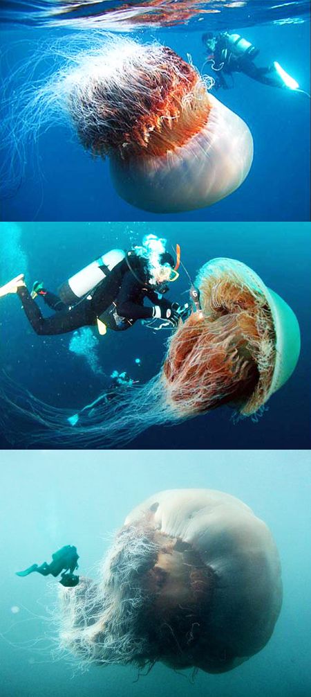 The Lions Mane Jellyfish — largest jelly fish in the world… Found in the bore