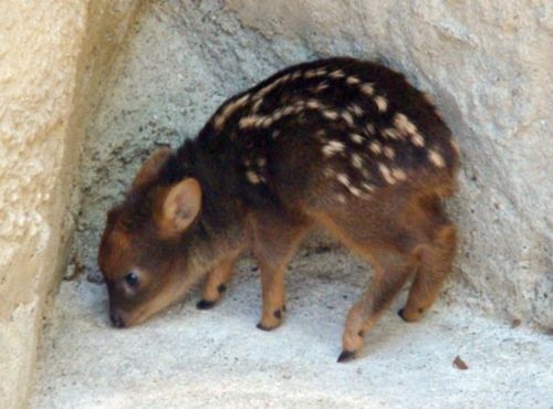 The Pudu: World’s smallest deer. They live in bamboo thickets to hide from