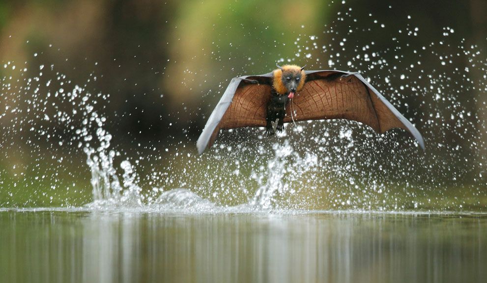 The grey-headed flying fox is the largest bat in Australia — and one of the mos