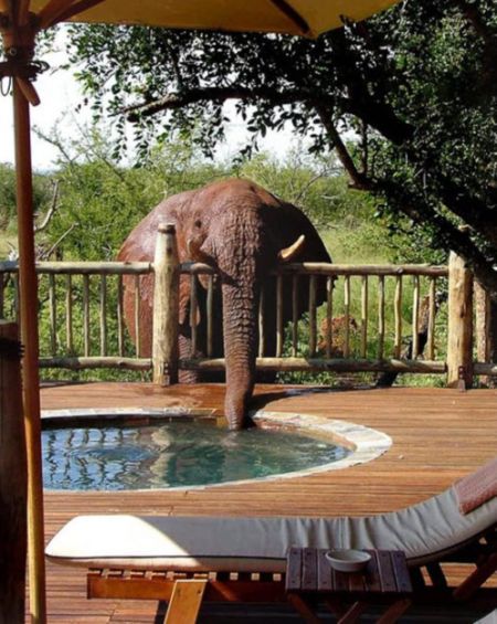 Thirsty elephant