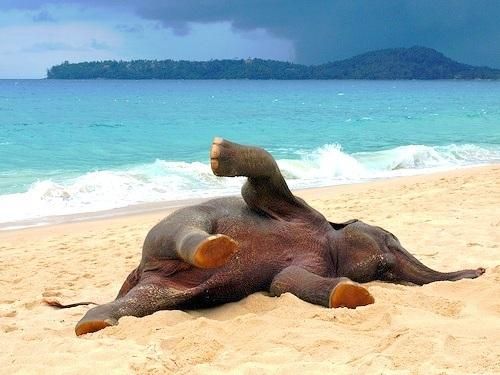This baby elephant is loving the day at the beach!