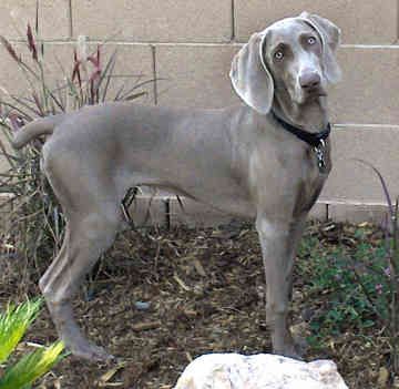 Weimaraners- Dream Big!