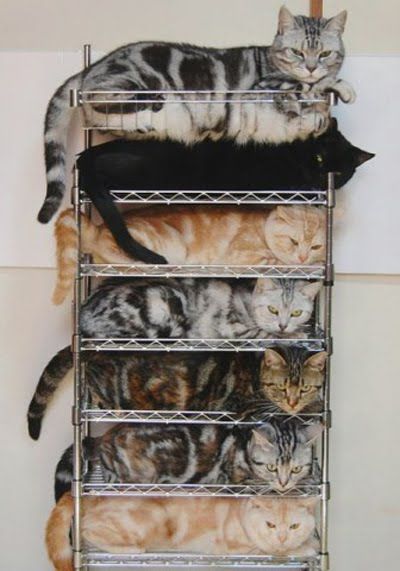 because no one likes a disorganized pile of kitties…