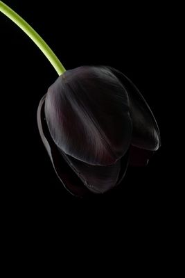 black tulip