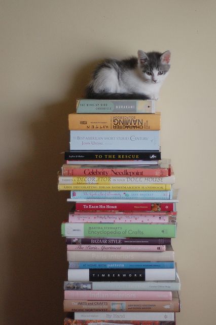 books and a kitten