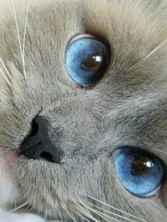 captivating blue eyes