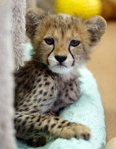 cheetah cub – too cute!  #animals #wildlife