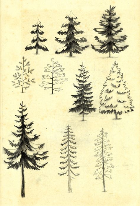chuckgroenink: pine and spruce sketches.